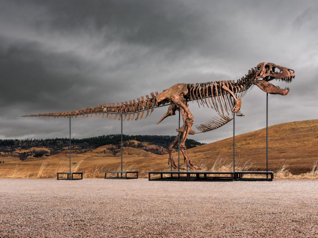 Subasta Gus T-Rex Sotheby's: Dinosaurio Completo Valorado en £20-30 millones