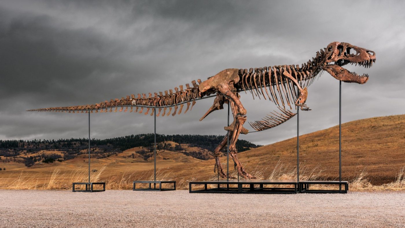 Subasta Gus T-Rex Sotheby's: Dinosaurio Completo Valorado en £20-30 millones