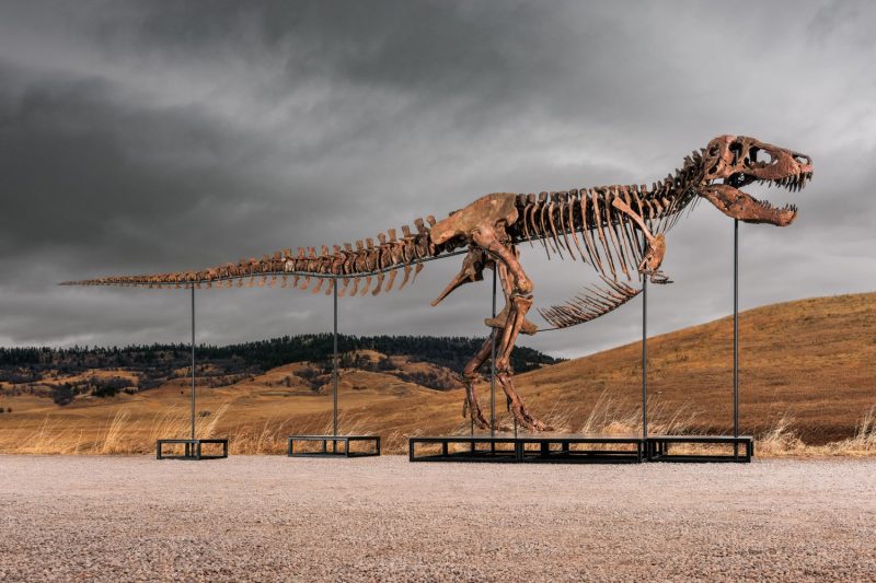Subasta Gus T-Rex Sotheby’s: Dinosaurio Completo Valorado en £20-30 millones