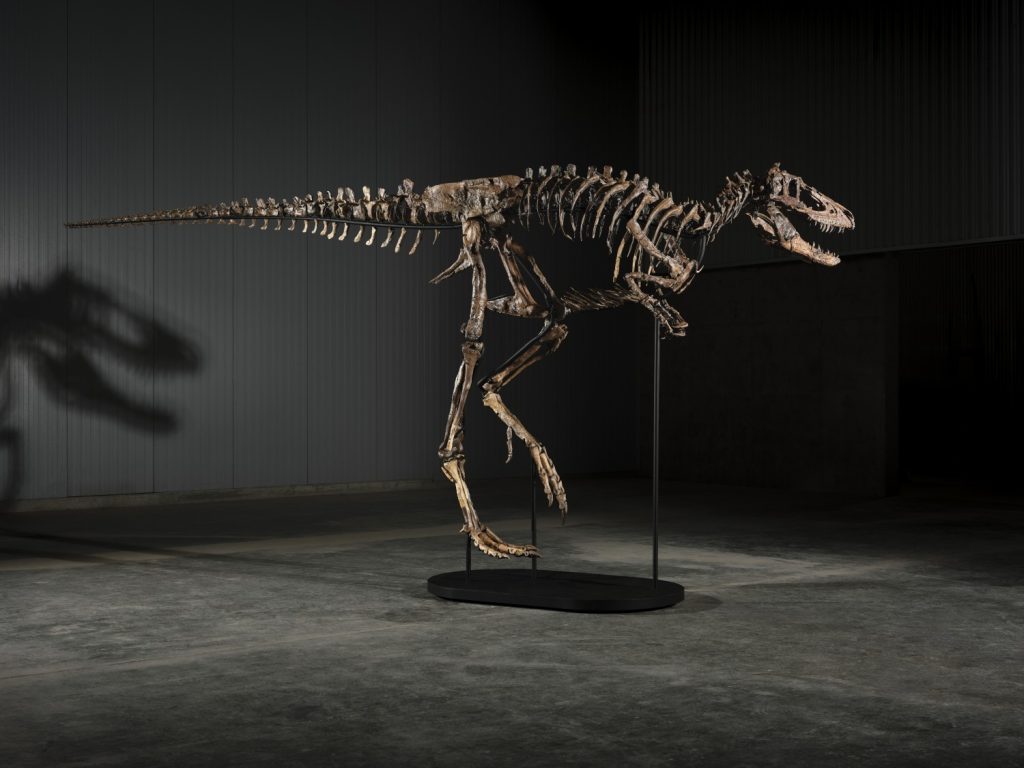 Sotheby's subasta a 'Jodi', el extraordinario esqueleto de Nanotyrannus