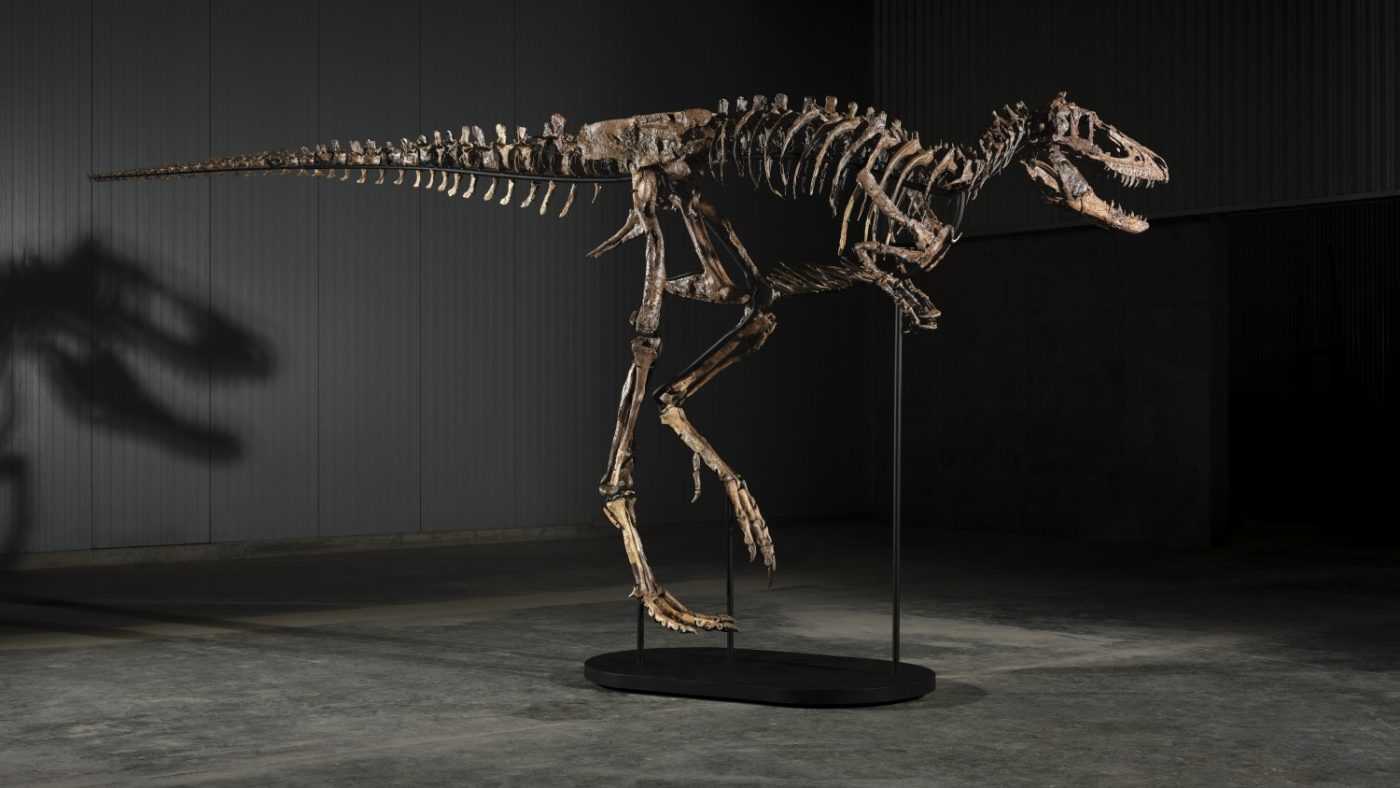 Sotheby's subasta a 'Jodi', el extraordinario esqueleto de Nanotyrannus